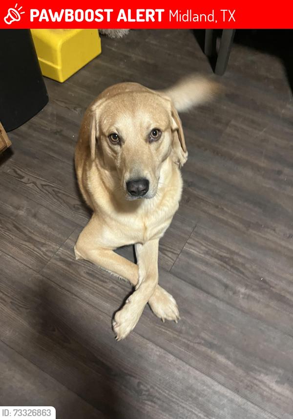 Lost Male Dog last seen Douglas Ave, Midland, TX 79703