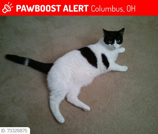 Lost Male Cat last seen Hilliard Commons. KILBURY LANE. Hilliard OH, Columbus, OH 43026
