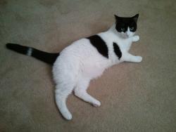 Lost Male Cat last seen Hilliard Commons. KILBURY LANE. Hilliard OH, Columbus, OH 43026