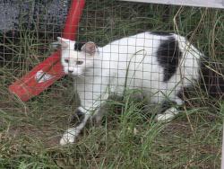Lost Female Cat last seen Hill n Dale area, Brooksville, FL 34602