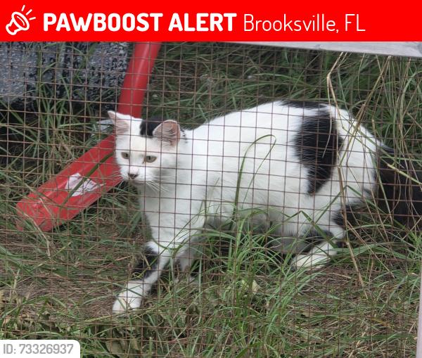 Lost Female Cat last seen Hill n Dale area, Brooksville, FL 34602