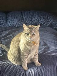 Lost Female Cat last seen Olive Avenue, Vista, CA 92083