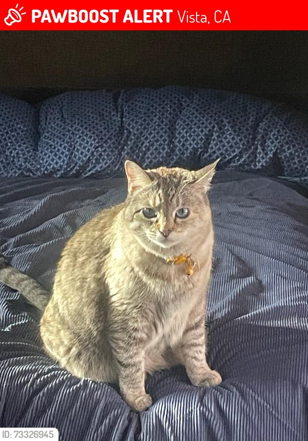 Lost Female Cat last seen Olive Avenue, Vista, CA 92083