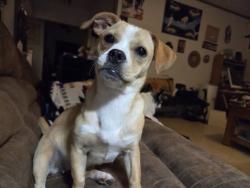 Lost Female Dog last seen 91ST AND OLIE, Oklahoma City, OK 73114