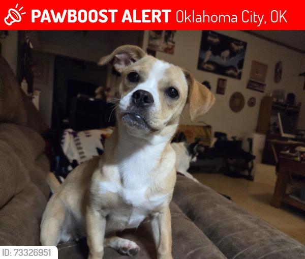 Lost Female Dog last seen 91ST AND OLIE, Oklahoma City, OK 73114
