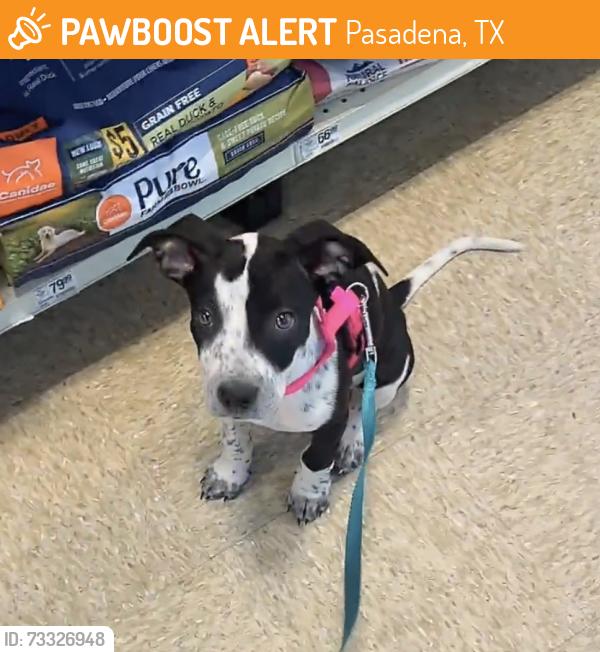 Found/Stray Female Dog last seen Orrel & Red Bluff at Rina’s Hair Salon, Pasadena, TX 77503