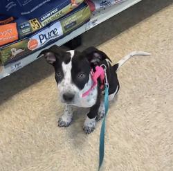 Found/Stray Female Dog last seen Orrel & Red Bluff at Rina’s Hair Salon, Pasadena, TX 77503