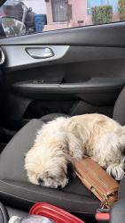 Reunited Female Dog last seen Kenneth ave, Salinas, CA 93905