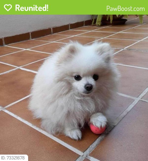 Reunited Female Dog last seen DIXIE HIWay/ forerst hill blvd, West Palm Beach, FL 33405