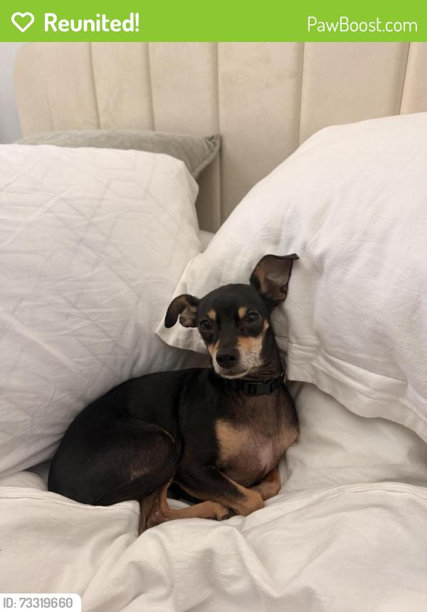 Reunited Male Dog last seen Near Denfield Dr, Round Rock, TX 78664