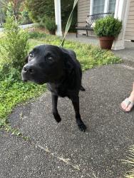 Reunited Male Dog last seen By the new housing development near Art Rutkin elementary school., Tigard, OR 97224