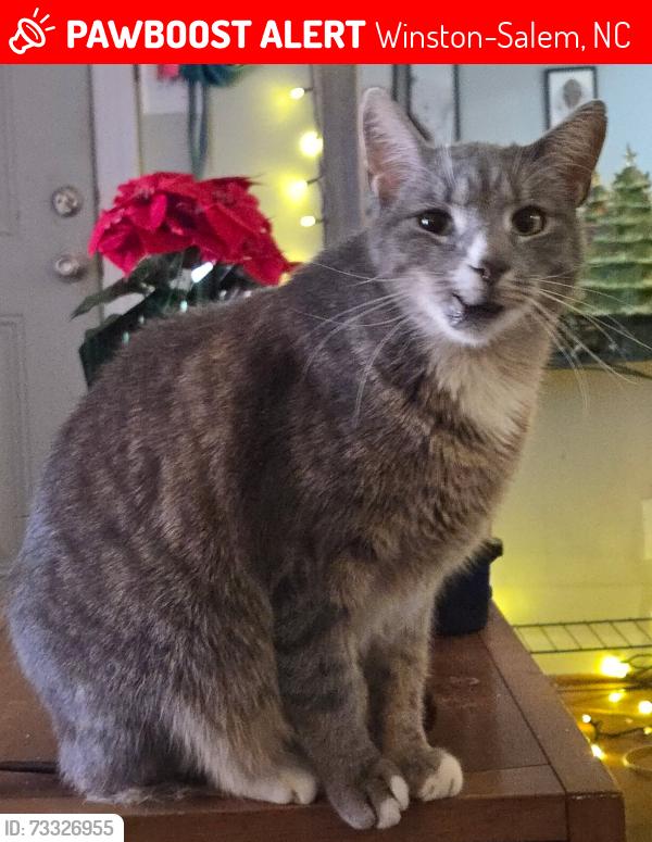 Lost Male Cat last seen Grey apmts on Anson Street, off Peters Creek, Winston-Salem, NC 27103