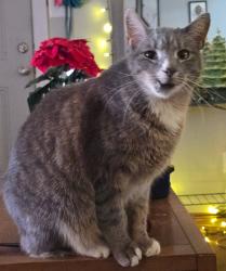 Lost Male Cat last seen Grey apmts on Anson Street, off Peters Creek, Winston-Salem, NC 27103