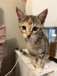 Lost Female Cat last seen Near 5th ave, Everett, WA 98204