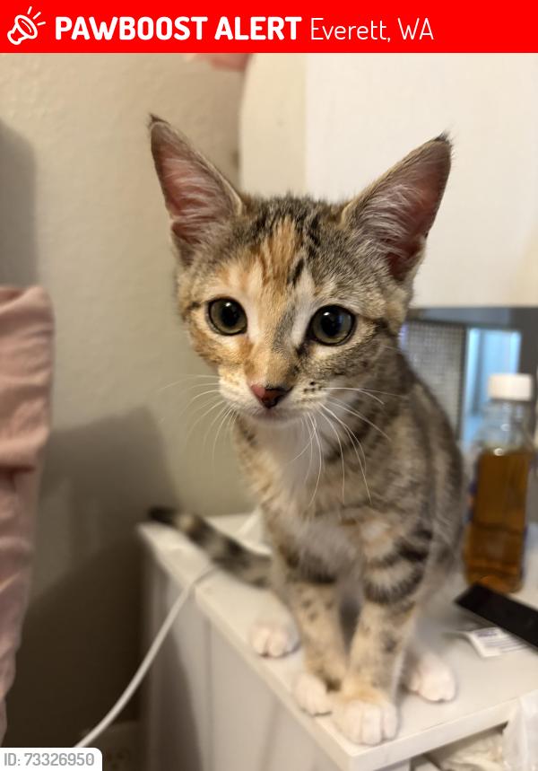 Lost Female Cat last seen Near 5th ave, Everett, WA 98204