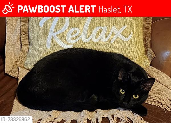 Lost Female Cat last seen Moonlake Way and Blue Jean Drive, Haslet, TX 76052