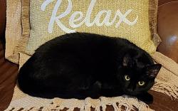 Lost Female Cat last seen Moonlake Way and Blue Jean Drive, Haslet, TX 76052