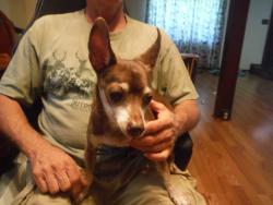 Found/Stray Male Dog last seen White Horse Road and Blue Ridge Drive, Parker, SC 29611