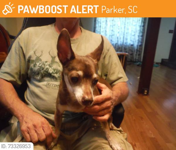 Found/Stray Male Dog last seen White Horse Road and Blue Ridge Drive, Parker, SC 29611