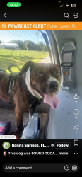 Lost Male Dog last seen Immokalee road, Collier County, FL 34120