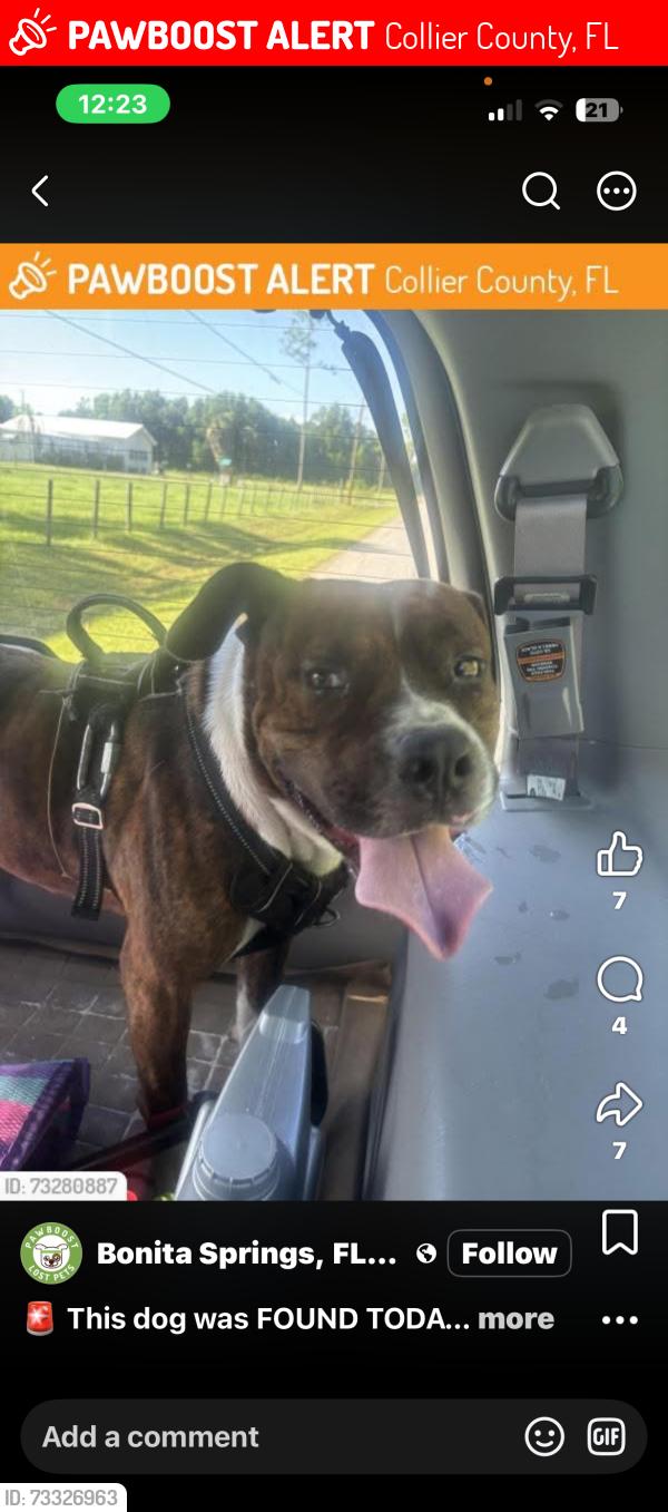 Lost Male Dog last seen Immokalee road, Collier County, FL 34120