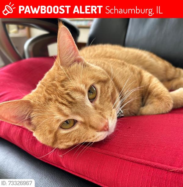 Lost Male Cat last seen cvs pharmacy, Schaumburg, IL 60194