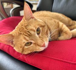 Lost Male Cat last seen cvs pharmacy, Schaumburg, IL 60194