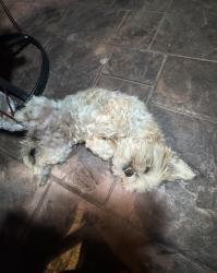 Reunited Female Dog last seen Palmetto, Fontana, CA 92335