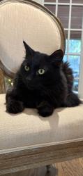 Lost Male Cat last seen Clairmont Rd, Chamblee, GA 30341