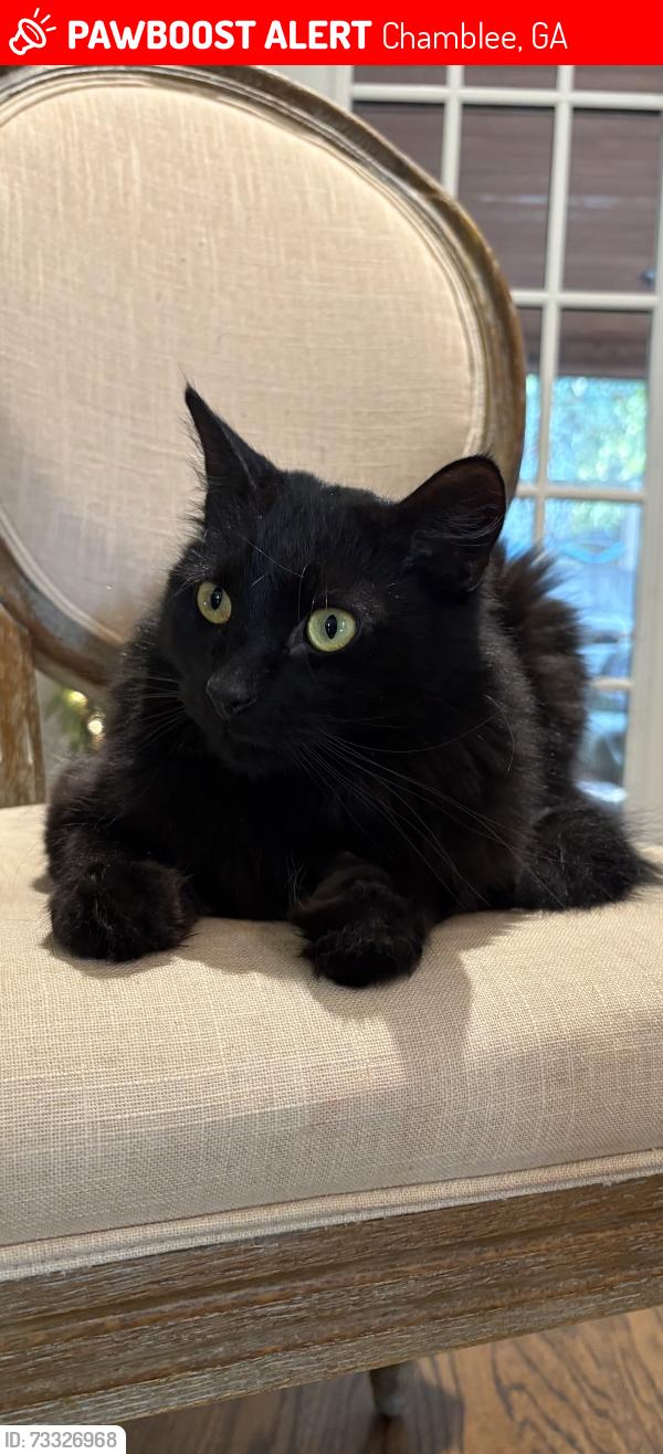 Lost Male Cat last seen Clairmont Rd, Chamblee, GA 30341