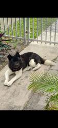Reunited Male Dog last seen NE 82nd Terrace and NE 2nd Avenue, Miami, FL 33138