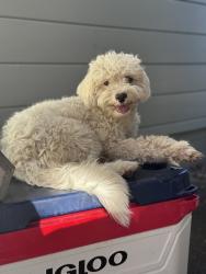 Lost Female Dog last seen Gidda Loop and Cherry Street, Yuba City, CA 95993