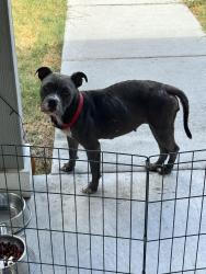 Found/Stray Female Dog last seen Neighborhood, Corpus Christi, TX 78405