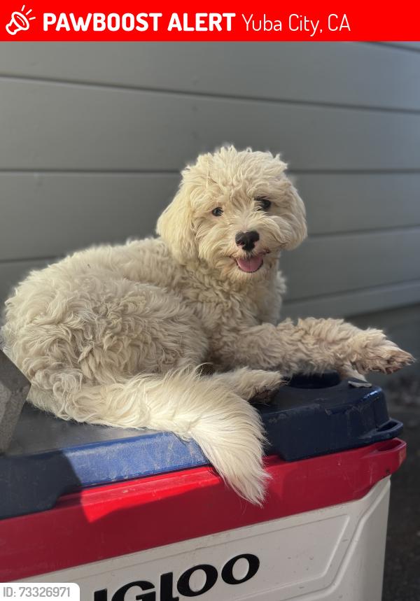 Lost Female Dog last seen Gidda Loop and Cherry Street, Yuba City, CA 95993
