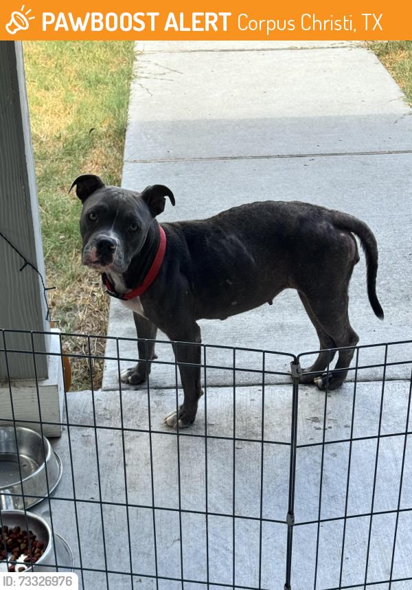 Found/Stray Female Dog last seen Neighborhood, Corpus Christi, TX 78405
