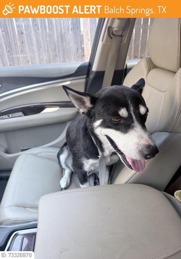 Found/Stray Male Dog last seen Home Depot Balch Springs, Balch Springs, TX 75180