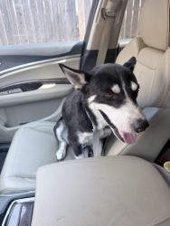 Found/Stray Male Dog last seen Home Depot Balch Springs, Balch Springs, TX 75180