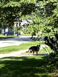 Found/Stray Unknown Dog last seen Commonwealth and Van, Elgin, IL 60123