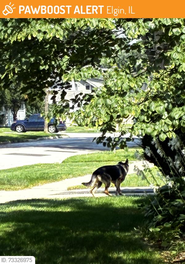 Found/Stray Unknown Dog last seen Commonwealth and Van, Elgin, IL 60123