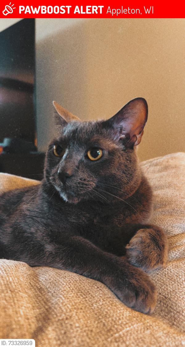 Lost Male Cat last seen N Superior St & W Brewster Street, Appleton WI, Appleton, WI 54911