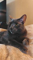Lost Male Cat last seen N Superior St & W Brewster Street, Appleton WI, Appleton, WI 54911