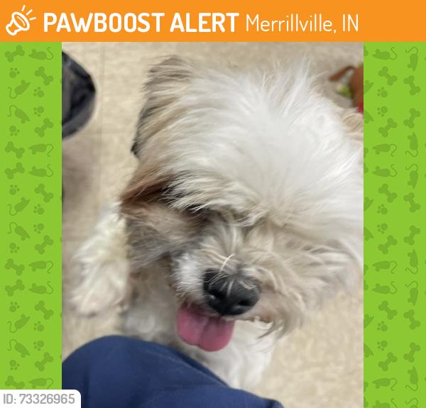 Found/Stray Female Dog last seen 56th Ave., Merrillville, IN 46410