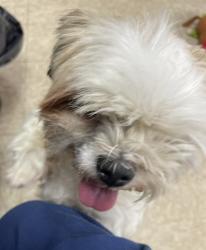 Found/Stray Female Dog last seen 56th Ave., Merrillville, IN 46410