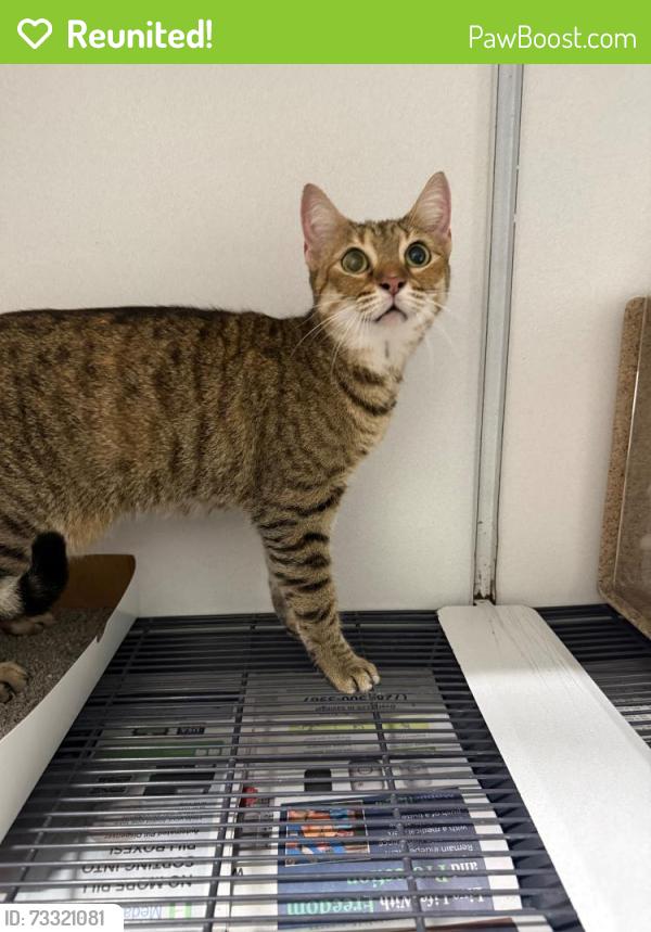 Reunited Female Cat last seen Port St Lucie, Port St. Lucie, FL 34986