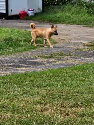 Found/Stray Unknown Dog last seen Old town, Winston-Salem, NC 27106