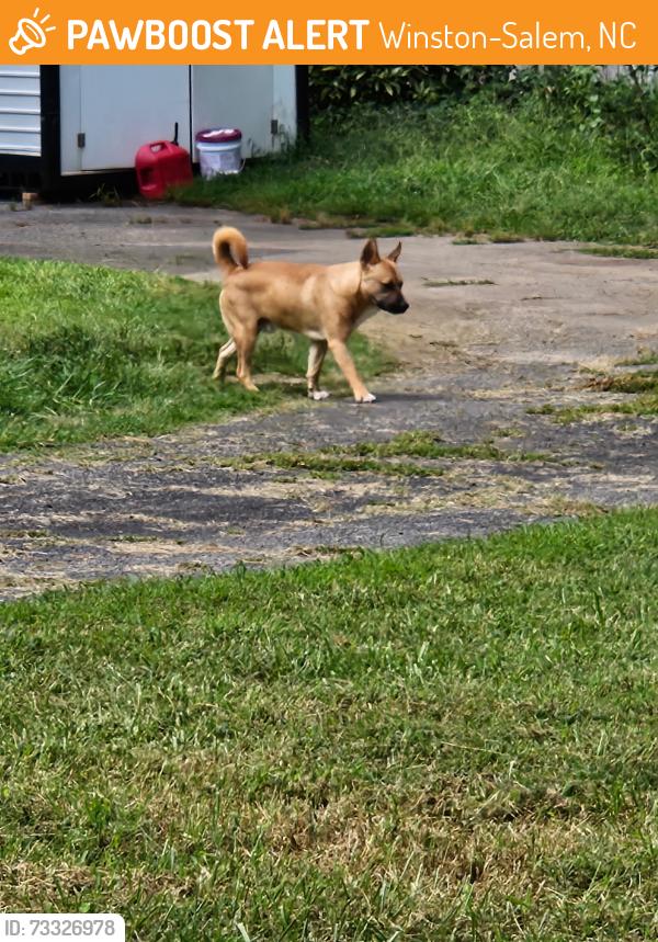 Found/Stray Unknown Dog last seen Old town, Winston-Salem, NC 27106