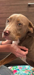 Found/Stray Female Dog last seen Overton Park Elementary, Fort Worth, TX 76109