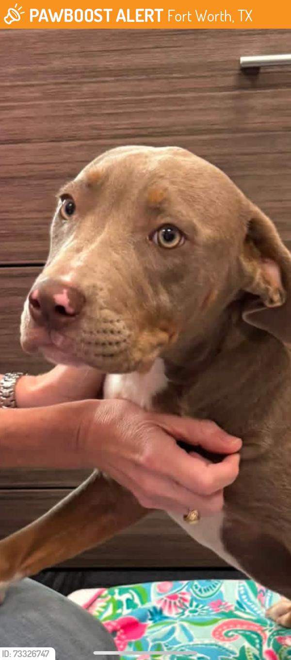 Found/Stray Female Dog last seen Overton Park Elementary, Fort Worth, TX 76109