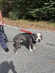 Found/Stray Male Dog last seen Little Rock Ave, Little Rock, AR, Little Rock, AR 72206