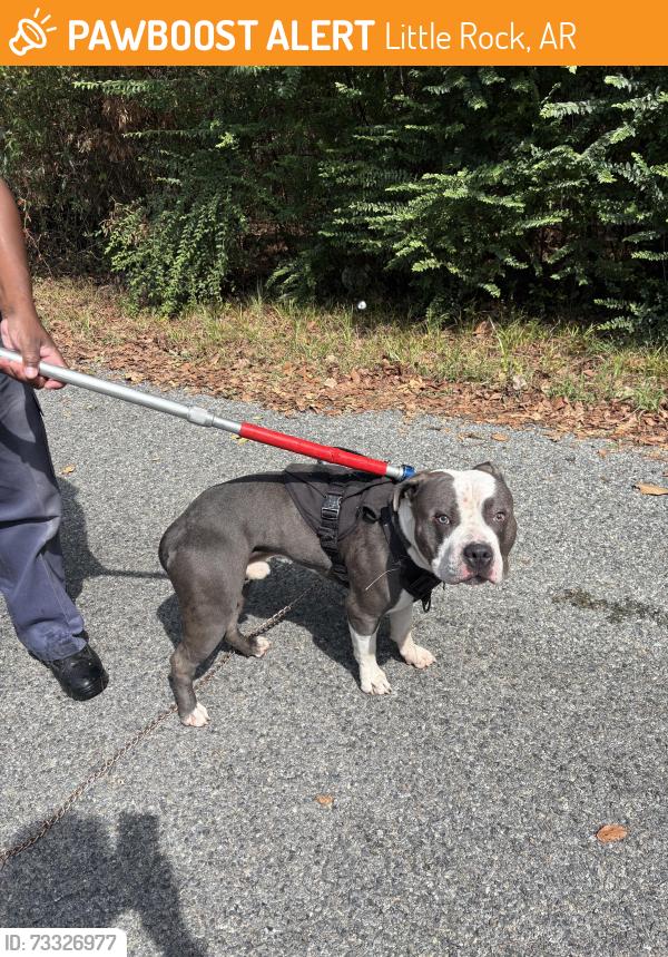Found/Stray Male Dog last seen Little Rock Ave, Little Rock, AR, Little Rock, AR 72206